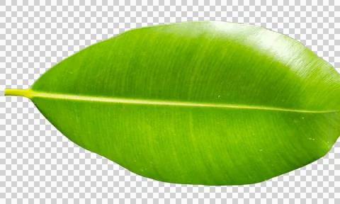 Green leaf Stock Photos