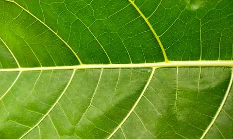 Green leaf Stock Photos