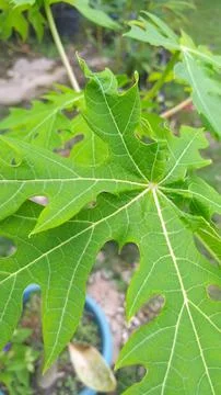 Green leaf Stock Photos