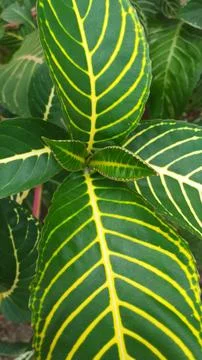Green leaf Stock Photos