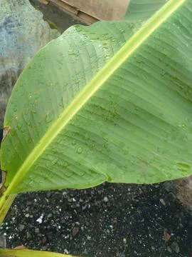 Green leaf Stock Photos