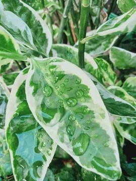 Green Leaf Stock Photos