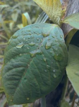 Green leaf Stock Photos