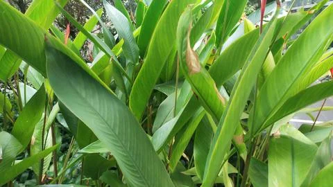 Green leaf Stock-Fotos