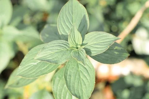 Green leaf Stock Photos