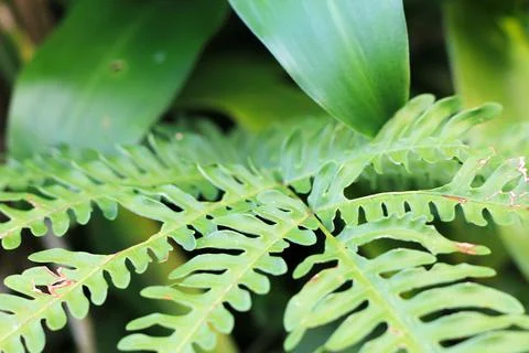 Green leaf Stock Photos