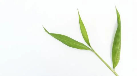 Green leaf Stock Photos