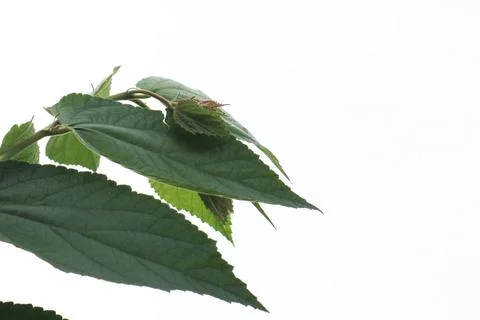 Green leaf Stock Photos