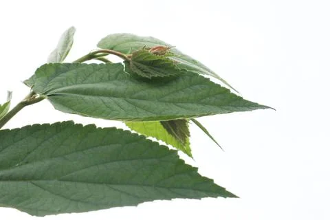 Green leaf Stock-Fotos