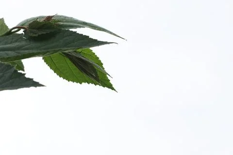 Green leaf Stock-Fotos