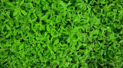 Green leaf Stock Photos