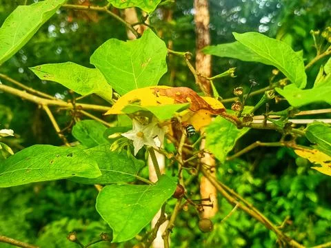 Green Leaf Stock Photos