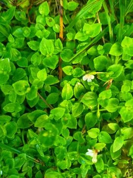 Green leaf Stock Photos