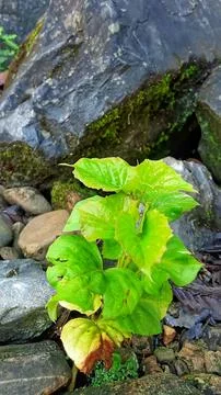 Green leaf Stock Photos
