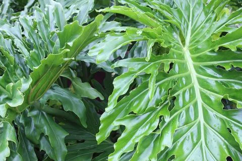 Green leaf 写真素材