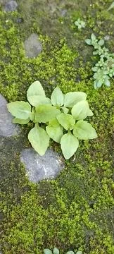 Green leaf 스톡 사진