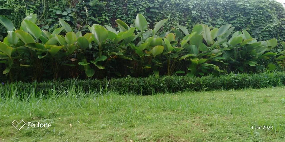 Green leaf  写真素材