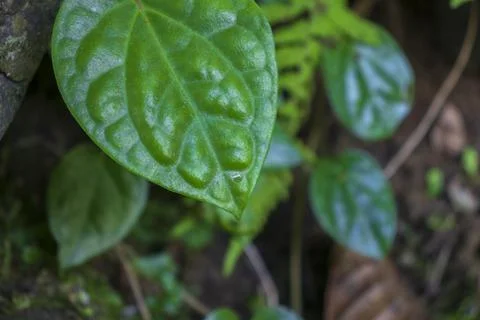 Green leaf Stock Photos