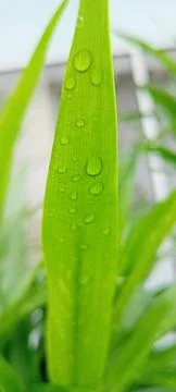 Green Leaf Stock Photos
