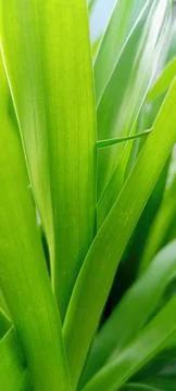 Green Leaf Stock Photos