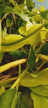 Green leaf 写真素材