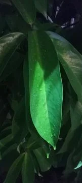 Green Leaf Stock Photos