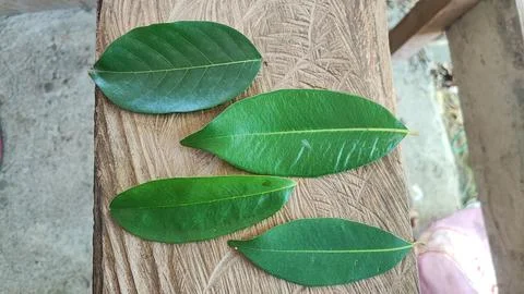 Green leaf Stock-Fotos