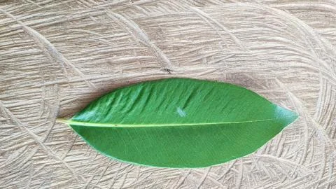 Green leaf 写真素材