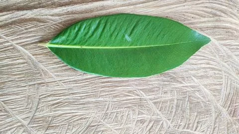 Green leaf Stock-Fotos