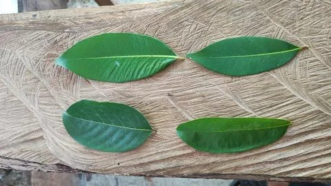 Green leaf Stock Photos