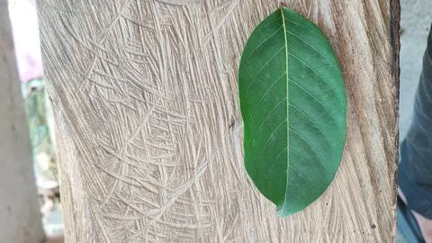 Green leaf Stock-Fotos