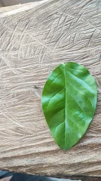 Green leaf Stock Photos