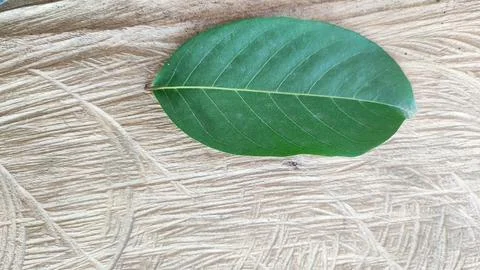Green leaf Foto stock