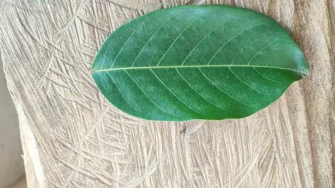 Green leaf Stock-Fotos