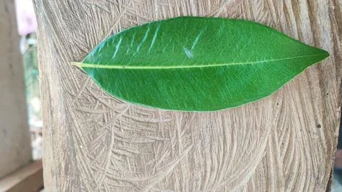 Green leaf Foto stock