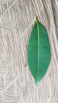 Green leaf Stock Photos