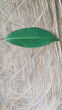 Green leaf Stock Photos