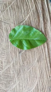 Green leaf Foto stock