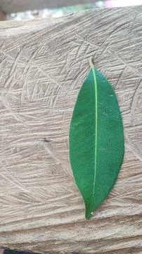 Green leaf Stock Photos