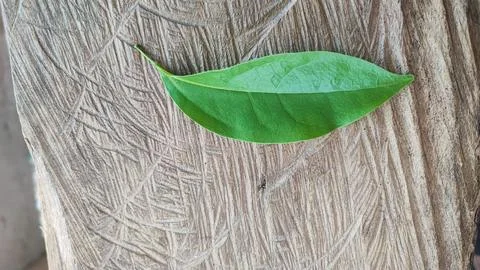 Green leaf Foto stock