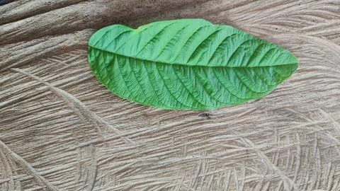 Green leaf 스톡 사진