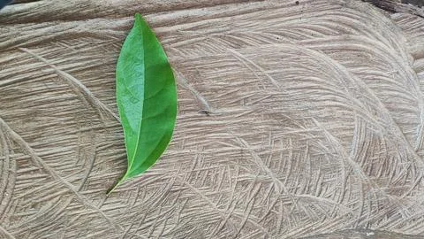 Green leaf Foto stock