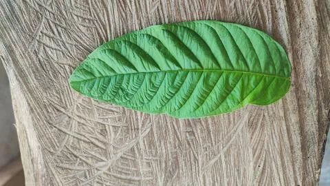 Green leaf Foto stock