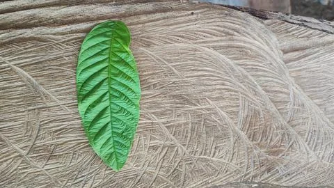 Green leaf Foto stock