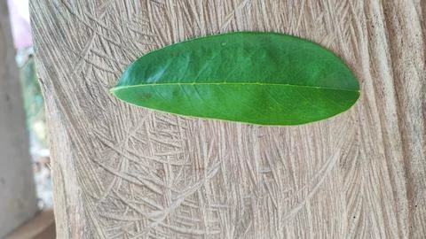 Green leaf Stock Photos