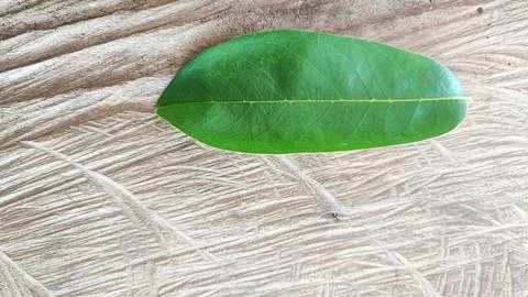 Green leaf Foto stock