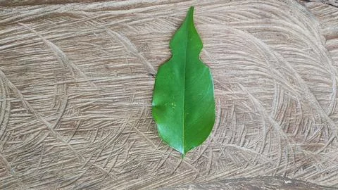 Green leaf Foto stock