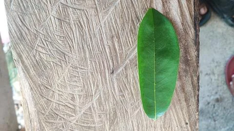 Green leaf Foto stock