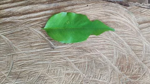 Green leaf Foto stock