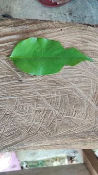 Green leaf Foto stock